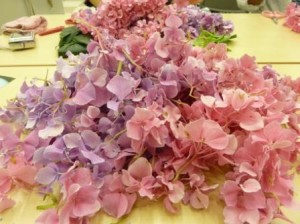 紫陽花３つをまずはバラバラに